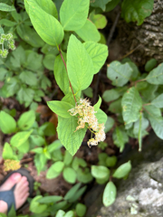 Spiraea corymbosa, photograph (c) Scott Cave, some rights reserved (CC BY)