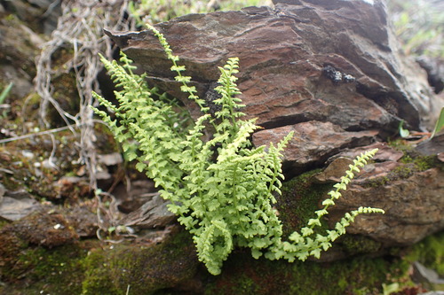 Woodsia glabella, photograph 5