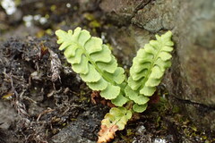Woodsia glabella, photograph author not stated, no rights reserved