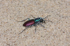 Cicindela scutellaris scutellaris