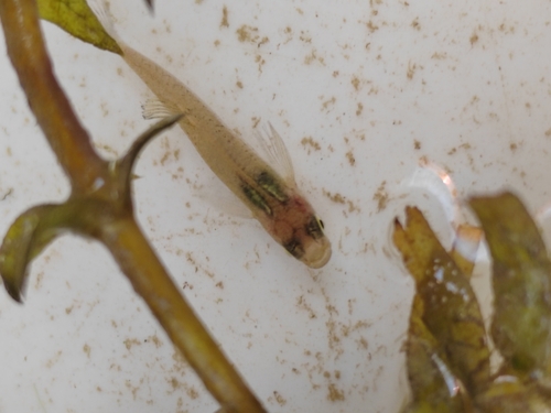 Eastern Mosquitofish