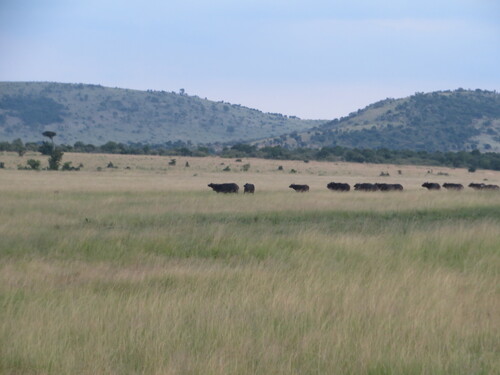 African buffalo