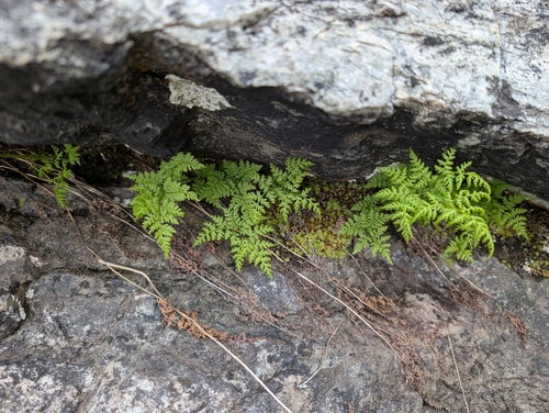 Cystopteris montana, photograph 6