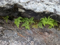 Cystopteris montana, photograph author not stated, no rights reserved