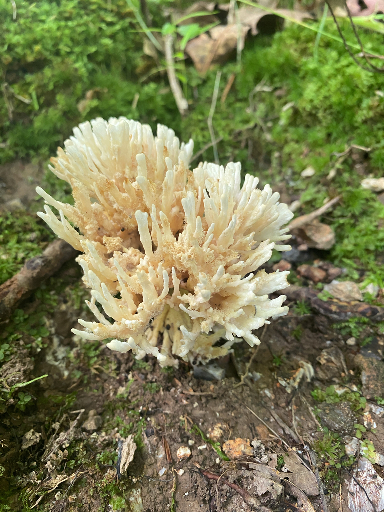 jellied false coral fungus · June 2026 · photo: Photo: (c) Bob Nieman, some rights reserved (CC BY) · iNaturalist