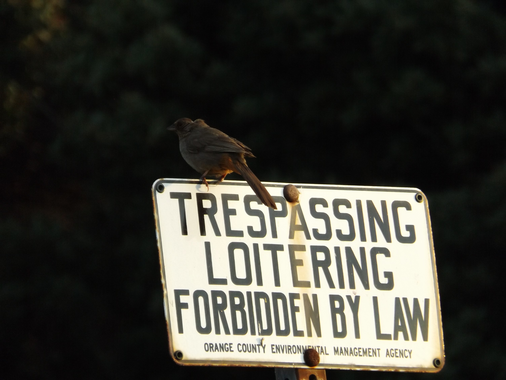 California Towhee (Melozone crissalis)
