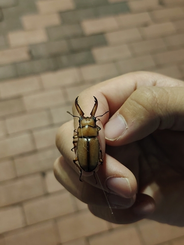 Prosopocoilus astacoides blanchardi
