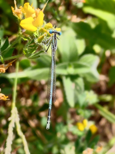 Blue Featherleg