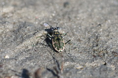 Ellipsoptera marginata