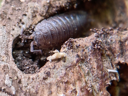 Common Rough Woodlouse