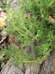 Lepidium didymum
