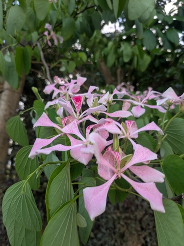 pink bauhinia