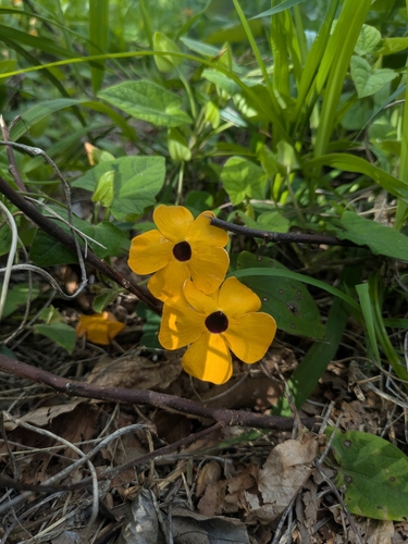 Black-eyed Susan vine
