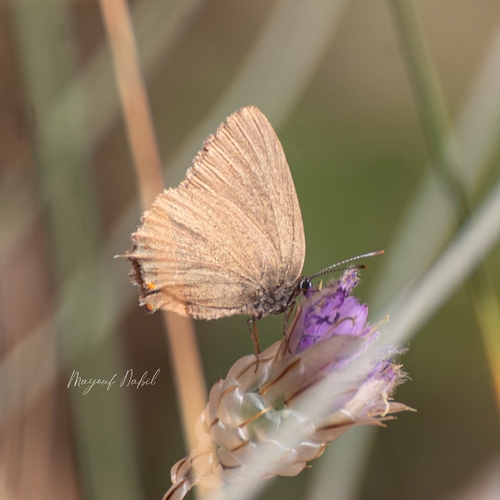 False Ilex Hairstreak