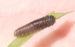 Trirhabda bacharidis