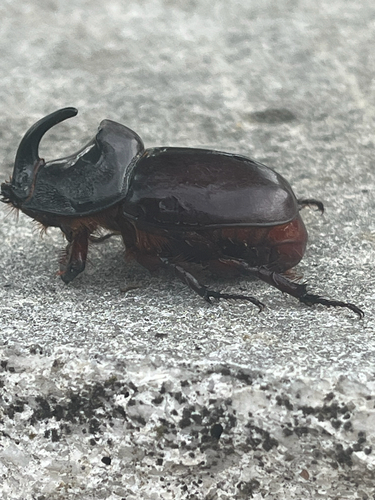 Oryctes nasicornis corniculatus