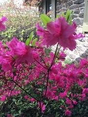 Rhododendron simsii