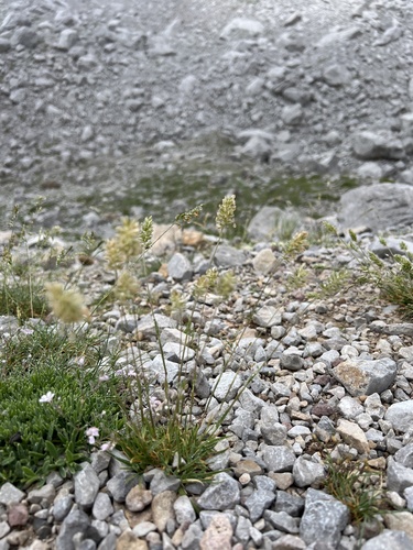 Koeleria vallesiana, 2026-06-29