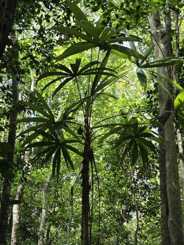 Cryosophila stauracantha