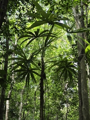 Cryosophila stauracantha