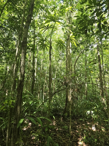 Cryosophila stauracantha, photograph 2