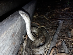 Mesotes strigatus