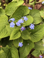 Brunnera