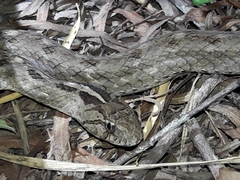 Mesotes strigatus