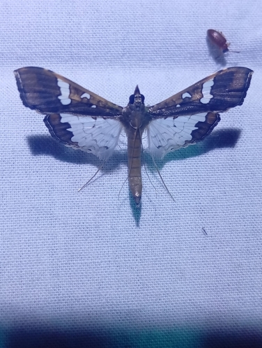 Mung Bean Moth