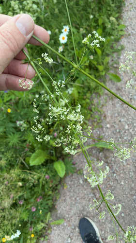 white bedstraw