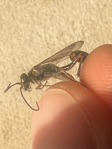 Asian Mud-dauber Wasp