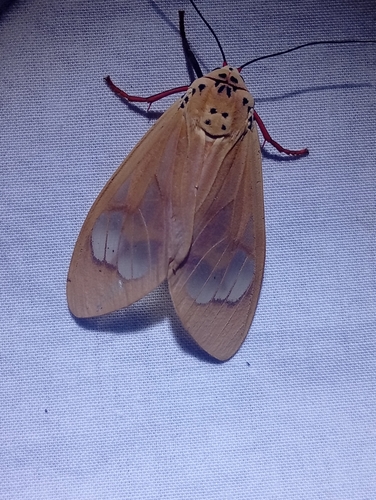 Amerila vitrea vitrea