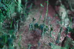 Cladonia rei