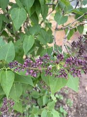 Syringa vulgaris
