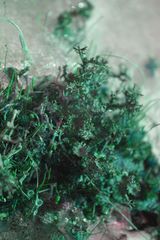 Cladonia multiformis