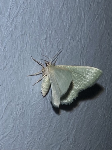 Phaiogramma etruscaria