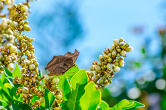 Junonia natalica natalica