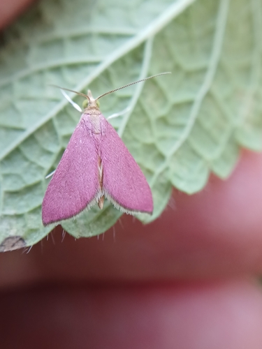 Pyrausta inornatalis