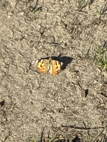 Painted Lady