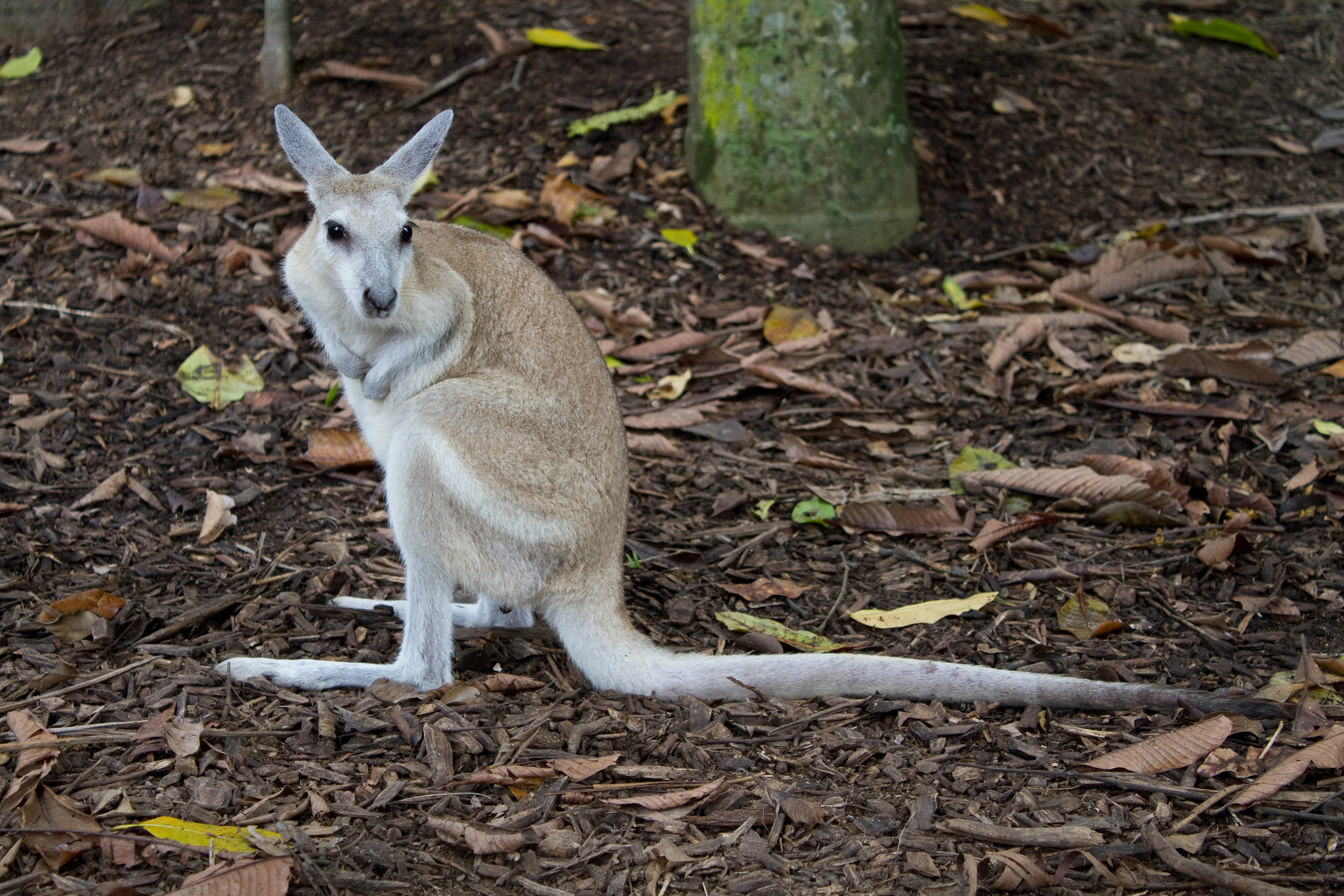 Siblicidal kookaburras, truffle-snuffling potoroos: Why did Australia's  wildlife astonish even Charles Darwin?