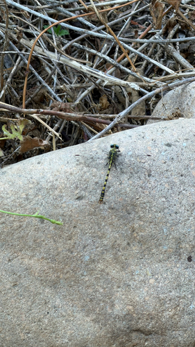 Small Pincertail
