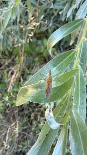 Leafhopper Assassin Bug