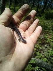 Plethodon ouachitae