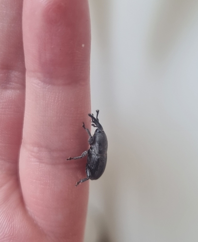Sisal Weevil