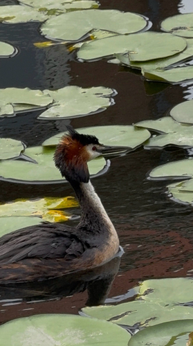 Great Crested Grebe