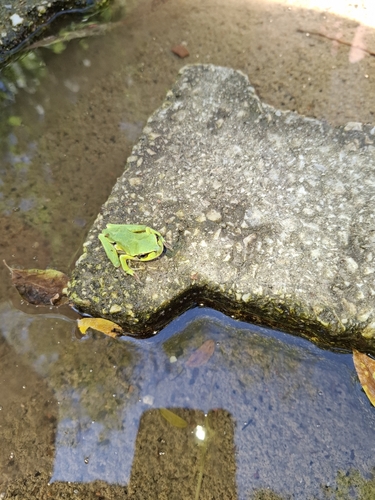 Eastern Tree Frog
