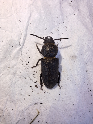 Black Longicorn Beetle