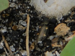 Tetragonoderus laevigatus