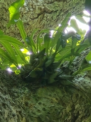 Prosthechea boothiana
