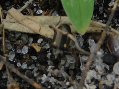 Tetragonoderus laevigatus